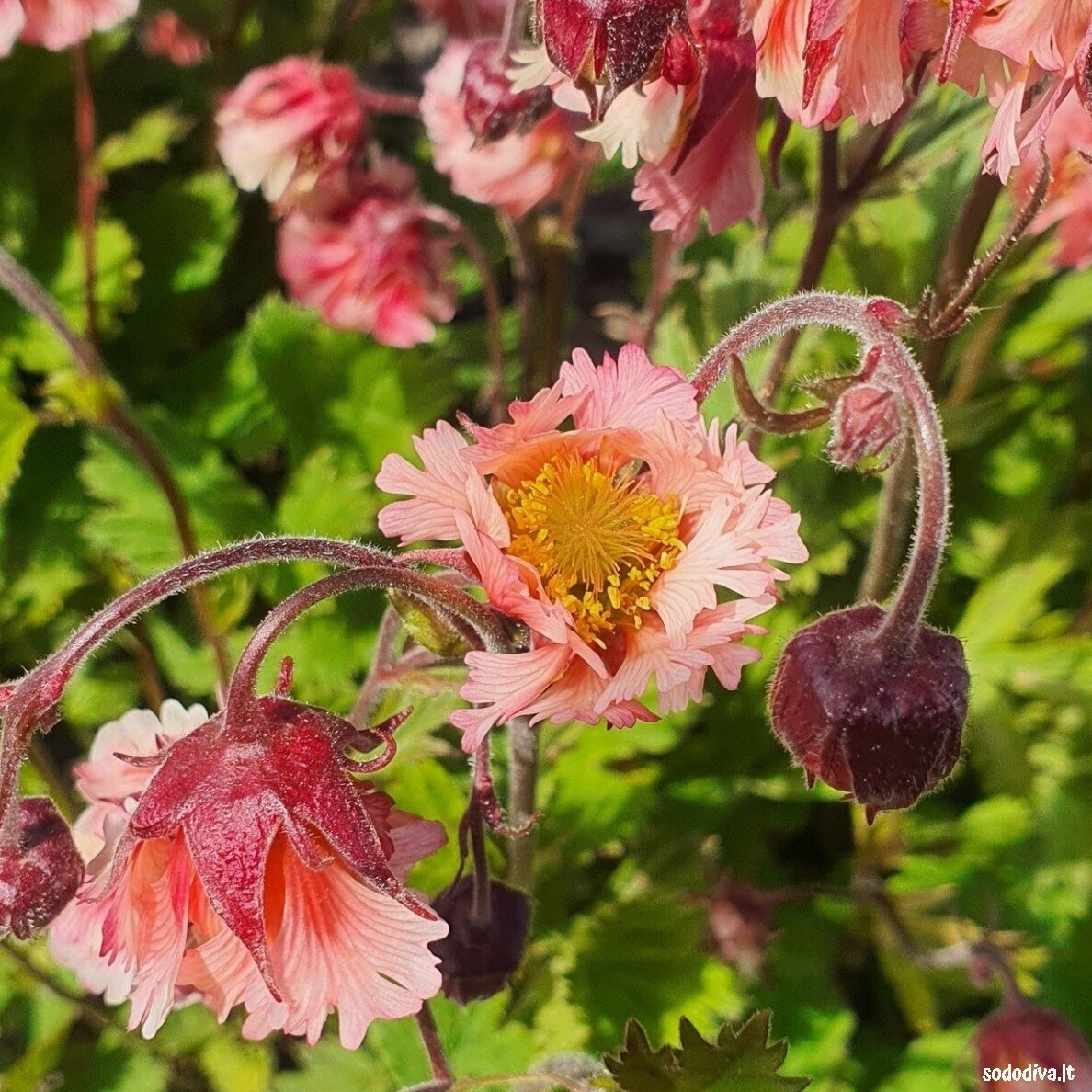 Žiognagė raudonoji 'PINK FLUFFY'