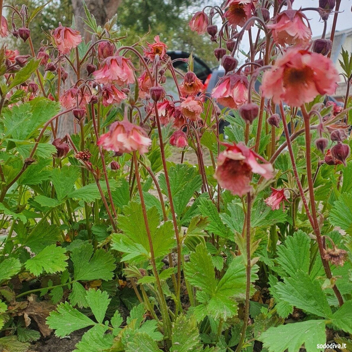 Žiognagė raudonoji 'PINK FLUFFY' 1