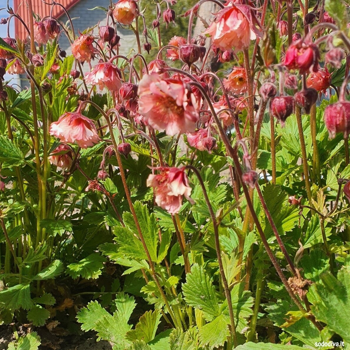 Žiognagė raudonoji 'PINK FLUFFY' 4
