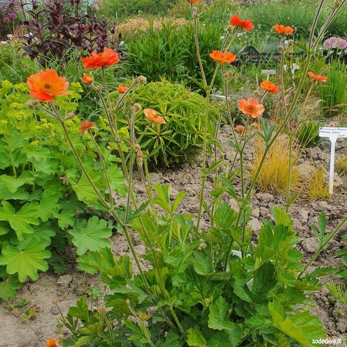 Žiognagė ‘TOTALLY TANGERINE‘ Žiognagė ‘TOTALLY TANGERINE‘
