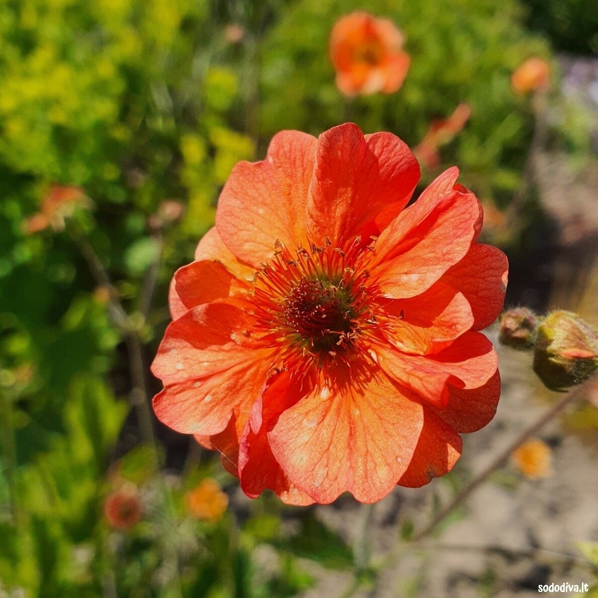 Žiognagė ‘TOTALLY TANGERINE‘ 2 Žiognagė ‘TOTALLY TANGERINE‘ 2