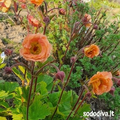 Žiognagė ‘CORAL PEARL‘ 1 Žiognagė ‘CORAL PEARL‘ 1