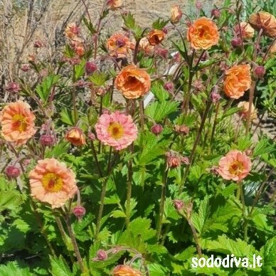 Žiognagė ‘CORAL PEARL‘ 4 Žiognagė ‘CORAL PEARL‘ 4