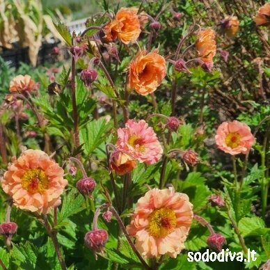 Žiognagė ‘CORAL PEARL‘ Žiognagė ‘CORAL PEARL‘