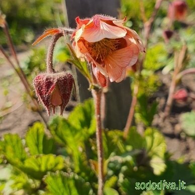 Žiognagė 'PINK FRILLS'