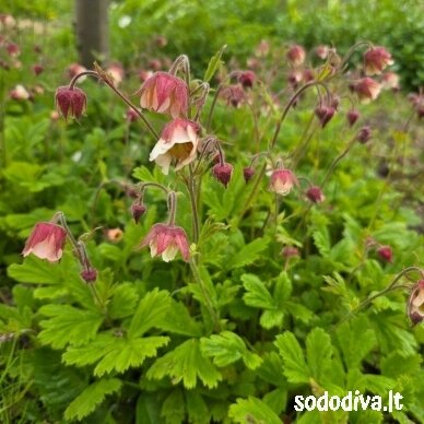 Žiognagė 'PINK FRILLS' 2