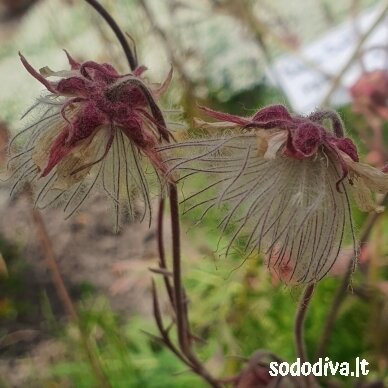 Žiognagė (Prairie Smoke) Žiognagė (Prairie Smoke)