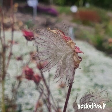 Žiognagė (Prairie Smoke) 3 Žiognagė (Prairie Smoke) 3