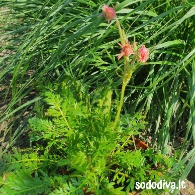 Žiognagė (Prairie Smoke) 2 Žiognagė (Prairie Smoke) 2