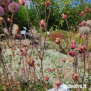 Žiognagė (Prairie Smoke) 5 Žiognagė (Prairie Smoke) 5