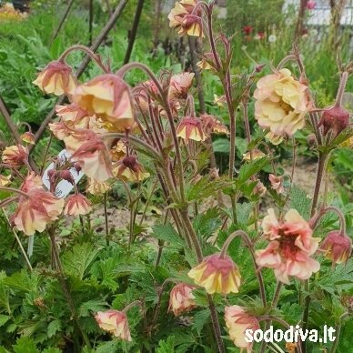 Žiognagė PRETTICOATS™ 'PEACH' 2 Žiognagė PRETTICOATS™ 'PEACH' 2