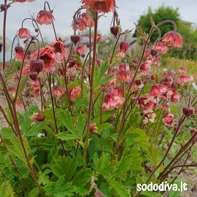 Žiognagė raudonoji 'PINK FLUFFY' 3