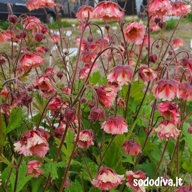 Žiognagė raudonoji 'PINK FLUFFY' 2