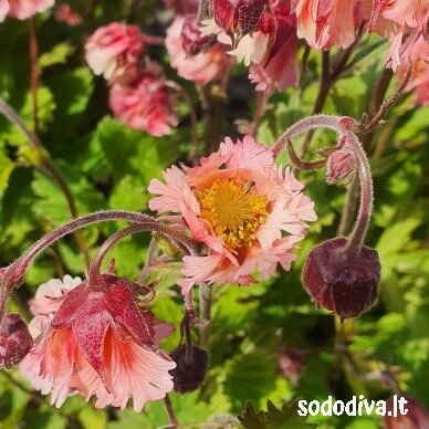 Žiognagė raudonoji 'PINK FLUFFY'
