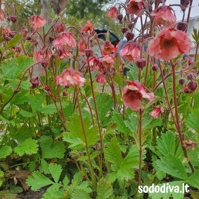 Žiognagė raudonoji 'PINK FLUFFY' 1