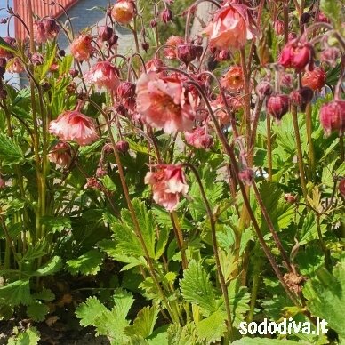 Žiognagė raudonoji 'PINK FLUFFY' 4