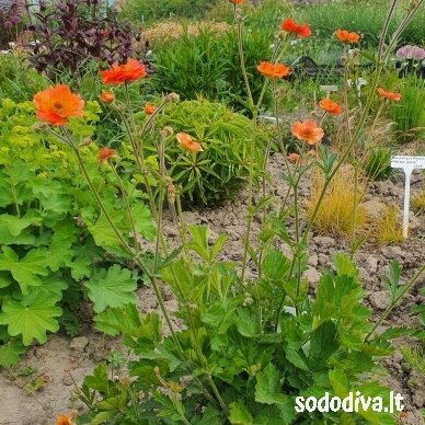 Žiognagė ‘TOTALLY TANGERINE‘ Žiognagė ‘TOTALLY TANGERINE‘