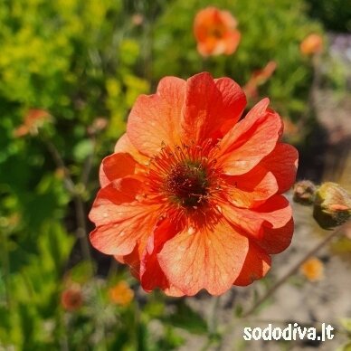 Žiognagė ‘TOTALLY TANGERINE‘ 2 Žiognagė ‘TOTALLY TANGERINE‘ 2