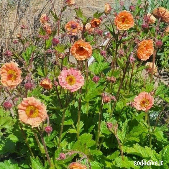Žiognagė ‘CORAL PEARL‘ 4 Žiognagė ‘CORAL PEARL‘ 4