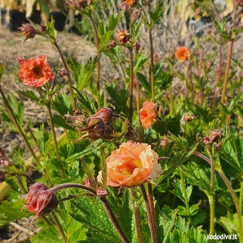 Žiognagė ‘CORAL PEARL‘ 3 Žiognagė ‘CORAL PEARL‘ 3