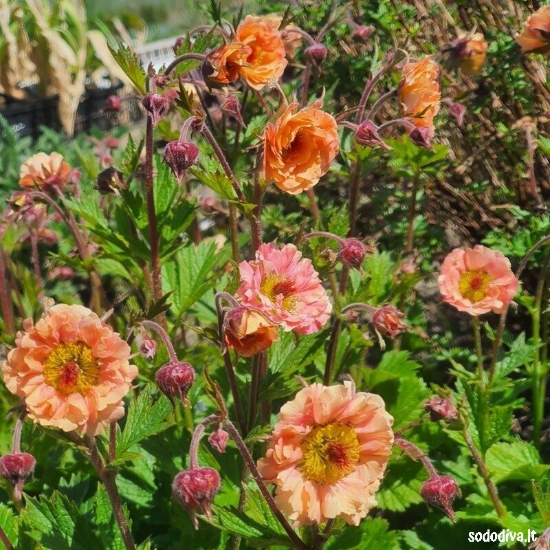 Žiognagė ‘CORAL PEARL‘ Žiognagė ‘CORAL PEARL‘
