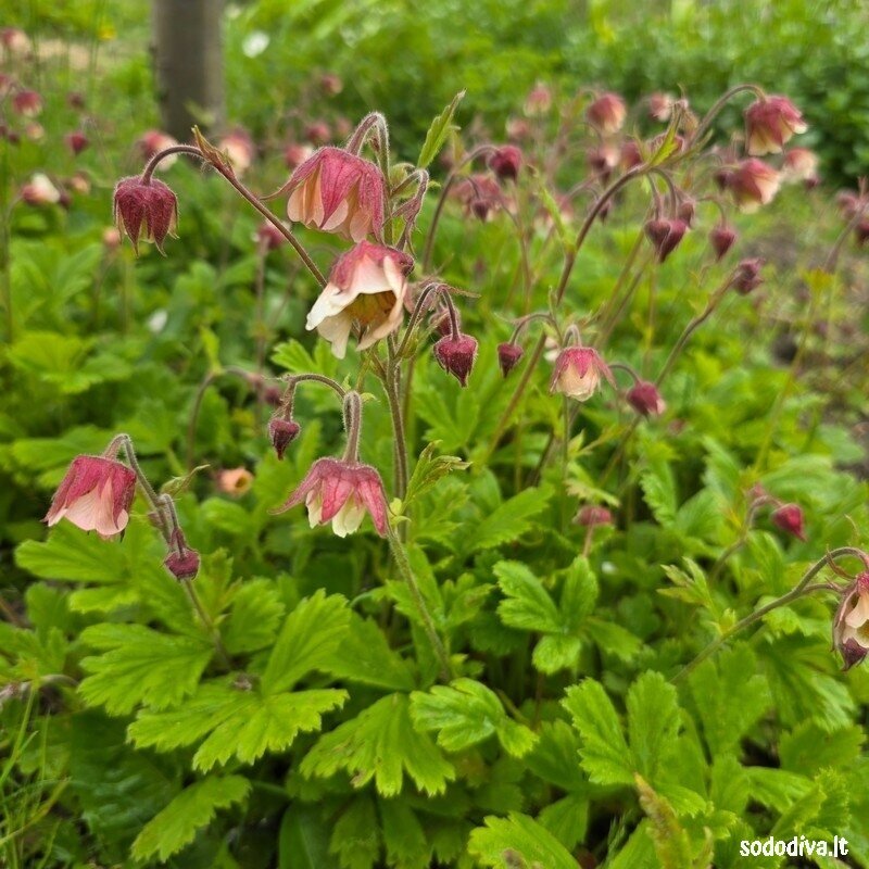 Žiognagė 'PINK FRILLS' 2