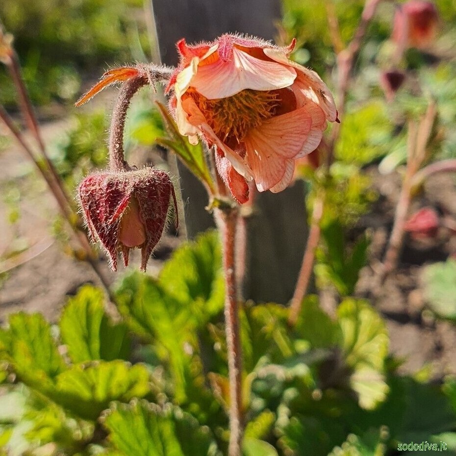 Žiognagė 'PINK FRILLS'